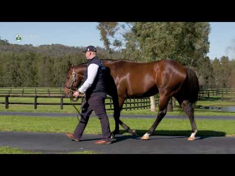 All Too Hard  -  2020 Vinery Stallion Parade