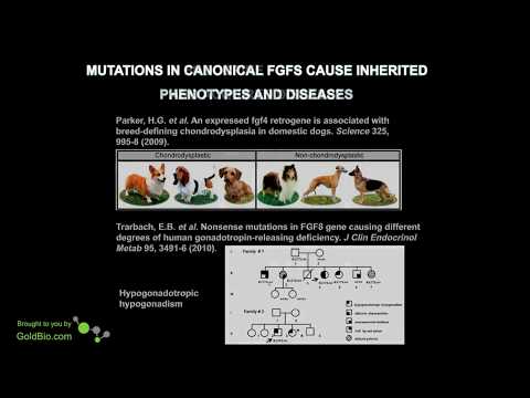 Diseases Associated with FGF and FGF Receptor Mutations - FGF Video pt 2