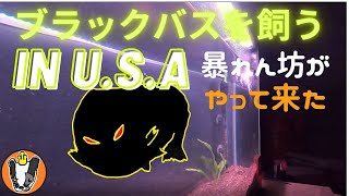 ブラックバスを飼う in U.S.A 自分史上最大級のバスを飼う　初日