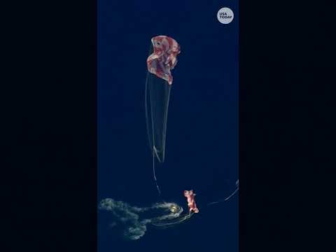 Artemis II astronauts return to Earth, splashdown in Pacific