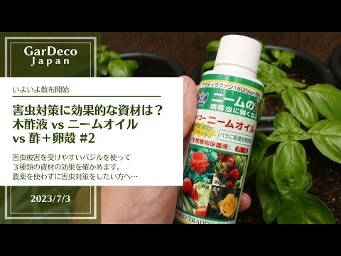 ルリヂサ油:効果と使い方のヒント 植物