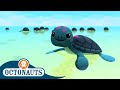 Octonauts - The Baby Sea Turtles | Cartoons for Kids | Underwater Sea Education