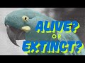 The Mysterious Disappearance Of The Glaucous Macaw