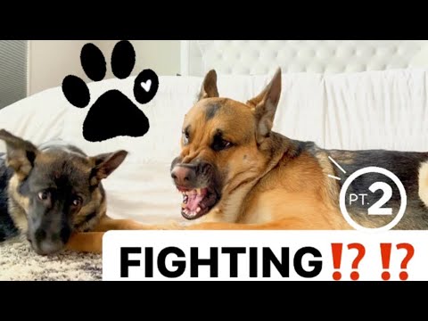 ZEUS & ZEENA FIGHTING?!? Part 2 / German Shepherd