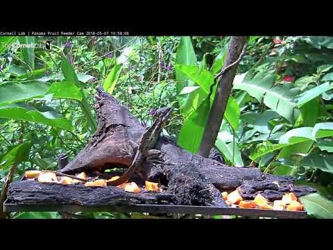 Common Basilisk Snatches Fruit From Panama Feeder – May 7, 2018