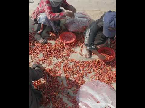 Vietnamese Red Peppers Recipe: A Flavorful Staple of Street Food Culture 🇻🇳