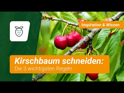 Kirschbaum schneiden: Die 3 wichtigsten Regeln