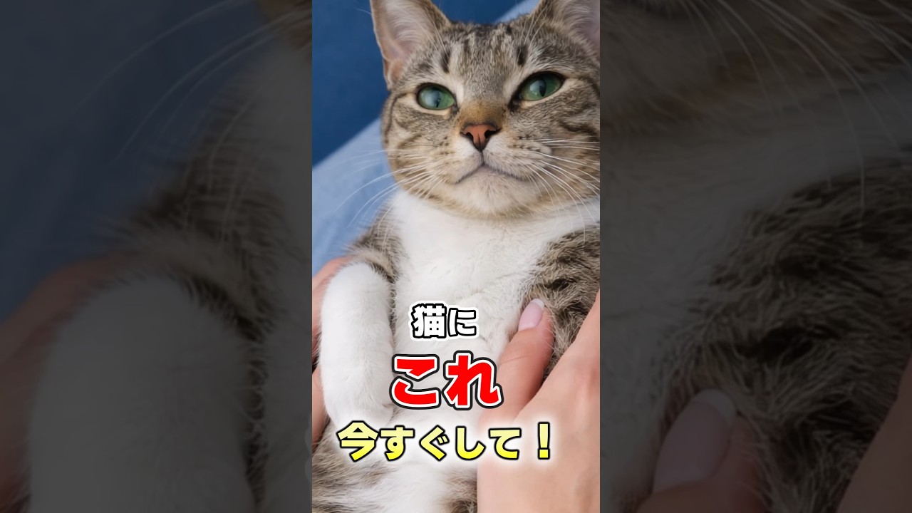 知らないと損！猫が本当に喜ぶ10の愛の伝え方 #猫 #猫雑学 #ねこたんの解説