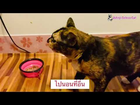 Older Cat Does’t  Accept Younger Cats Came Into The Same House |พี่ใหญ่|Love Cat |Johnji Seleco Cat