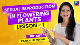 Pre-fertilisation: Structures and Events - Sexual Reproduction in Flowering Plants Class 12 Biology