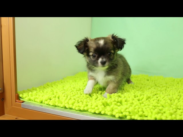 ブリーダー/ショップマロニエケンネル　MARRONNIER KENNELのチワワ・ロングコートで番号が2884です