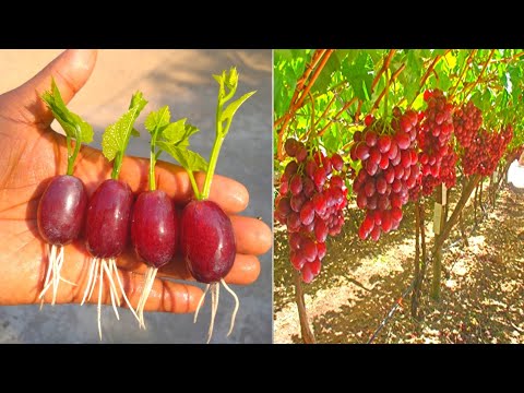 , title : 'grape plant at home | grape growing techiques | growing grapes | আঙ্গুর চারা তৈরি'