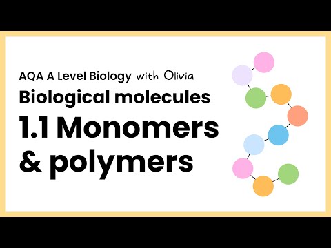 1.1 Monomers & polymers | Topic 1 Biological molecules | A Level Biology AQA