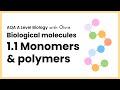 1 1 Monomers Polymers Topic 1 Biological Molecules A Level Biology AQA