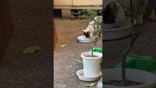 事務所に遊びに来るネコ「はちわれ」は元気です　The cat “Hachiware” who visits our office is doing well.