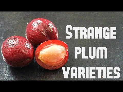 download lagu mp3 mp4 Purple Leaf Plum Tree Fruit Recipes, download lagu Purple Leaf Plum Tree Fruit Recipes gratis, unduh video klip Purple Leaf Plum Tree Fruit Recipes