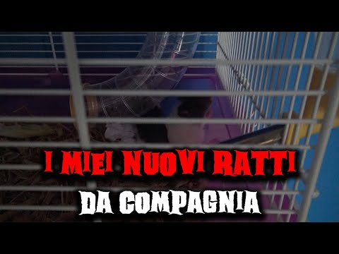 I miei nuovi ratti da compagnia