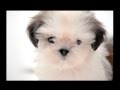 SmartHeart Dog TVC V2013 Thai Language