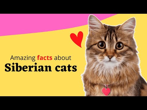 Top 20 Amazing Facts About Siberian Cats