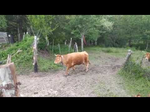 Transumanza sul Pollino 2020