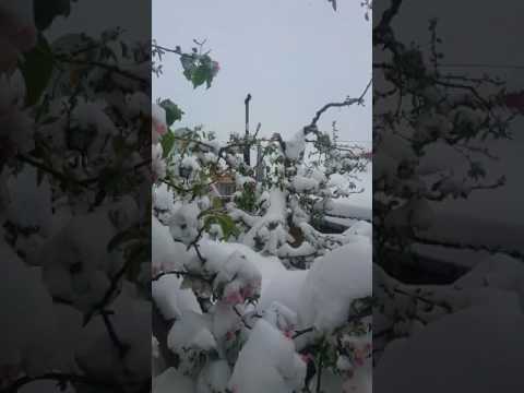 IARNA.PE.ULITA.ODOBESTI.BACAU