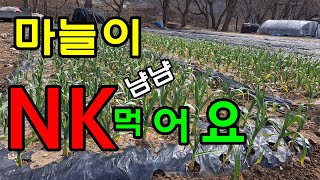 마늘에 1차추비 웃거름 뿌렸어요 / 마늘웃거름주는시기 / 마늘 추비방법과 웃거름