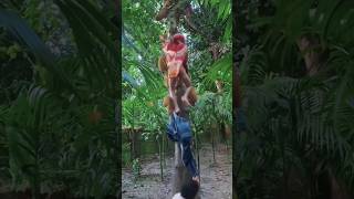 Download lagu video lucu sunda #videolucu #videolucubikinngakak #videoluculucu mp3