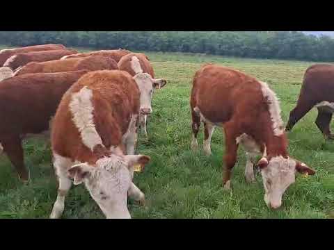 Hereford heifers - Image 2