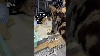 #cattraining #貓間衝突 #香港貓行為訓練師