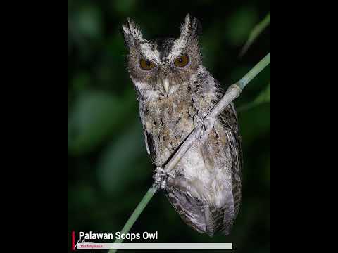Otus fuliginosus volanie