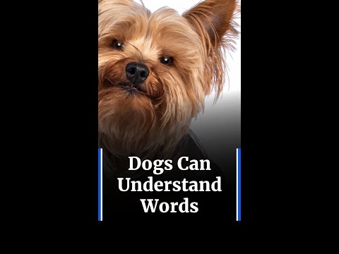 Dogs Can Understand Words