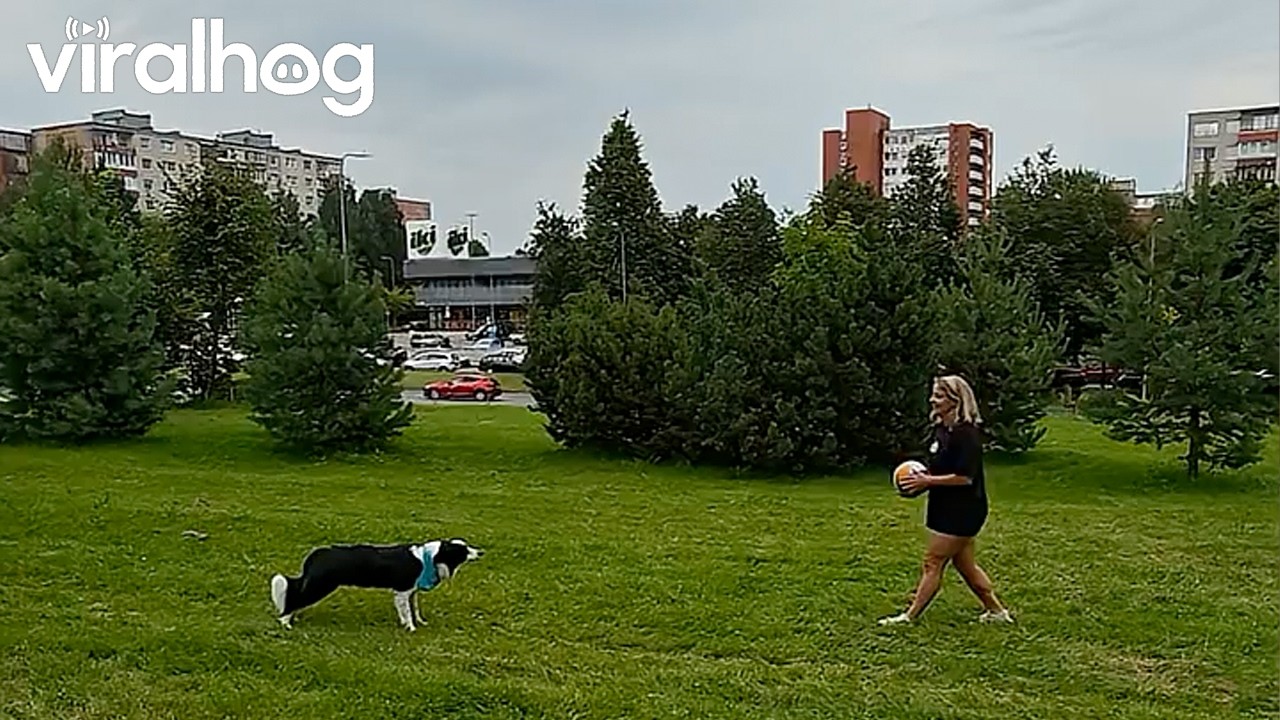 Border Collie Plays Volley Ball || ViralHog