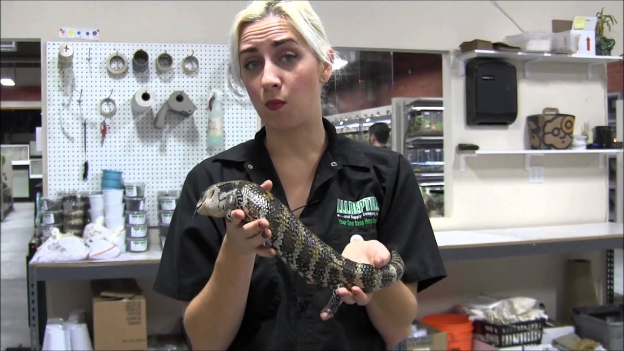 Adult Irian Jaya Blue Tongue Skink