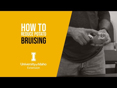 How to Reduce Potato Bruising