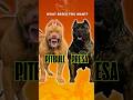 Presa Canario or Pitbull – What Breed You Want? #PresaCanario #Pitbull #DogBreeds