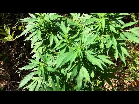 CBD COOKIES  flower update TSG grow