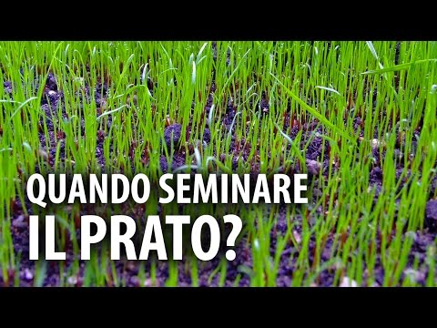 Che il miglior aiuto di prostatite Adenoma prostatico Omsk