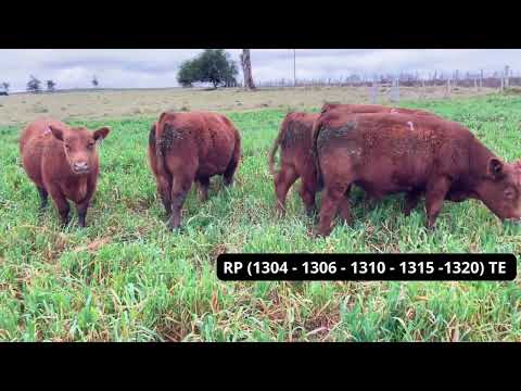 7 Toritos pedigree de Alianza Angus - La Turmalina Expo Flores