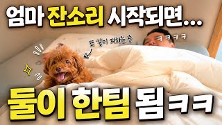 잔소리 탈출 잘하는 귀여운 강아지 ㅋㅋㅋㅋ