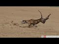 Greyhound Dog Vs Rabbit Race Competition Held At Rajpur Coursing Club