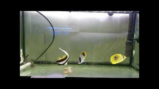 熱帯魚癒しのテトラ・プラティ・コリドラス混泳60cm第2水槽 tropical fish　aquarium