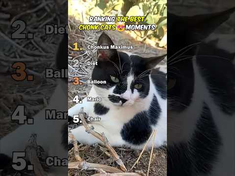 Ranking Best Chonk Cats Moments