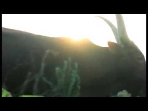 Emelance Emy - Yambogorera