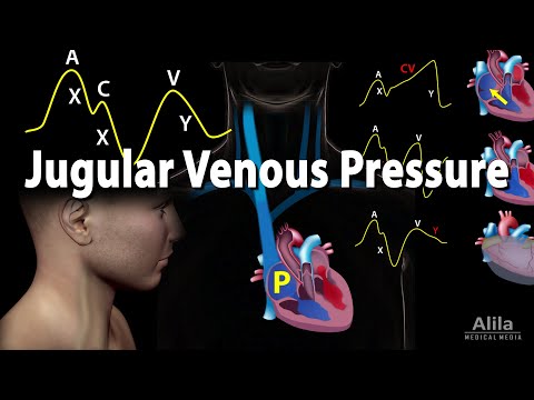 Cardiovascular System Overview Animation