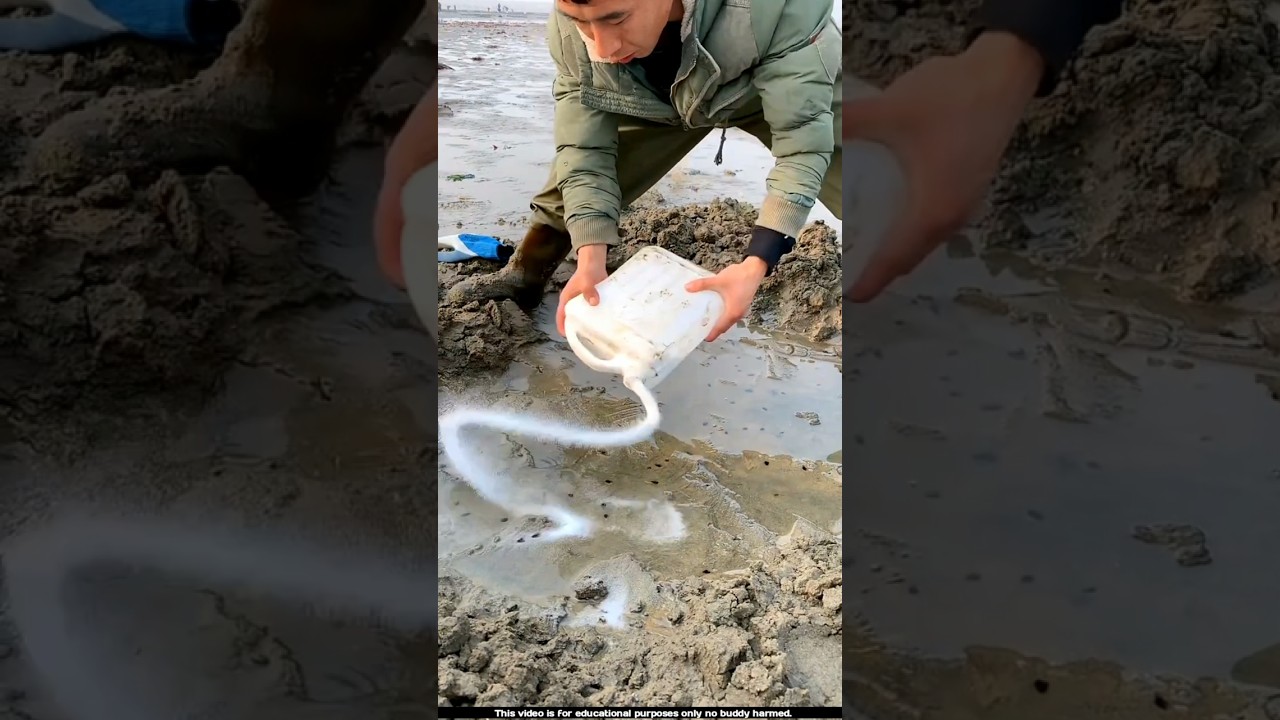 Why are these people putting salt in the sand on the seashore 😯l #razorclams