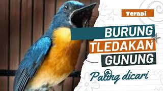 Download lagu Terapi burung tledekan gunung / Sulingan gunung dijamin Gacor mp3