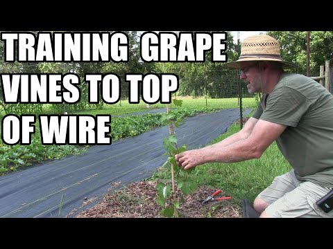 , title : 'Training grape vines up to top wire'