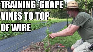 Training grape vines up to top wire