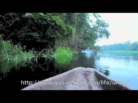 丸木船で行くカメルーンのNyong river 