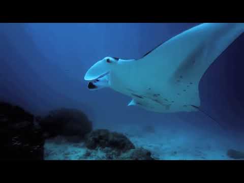 Indalo Space // Ninamu Resort Tikehau